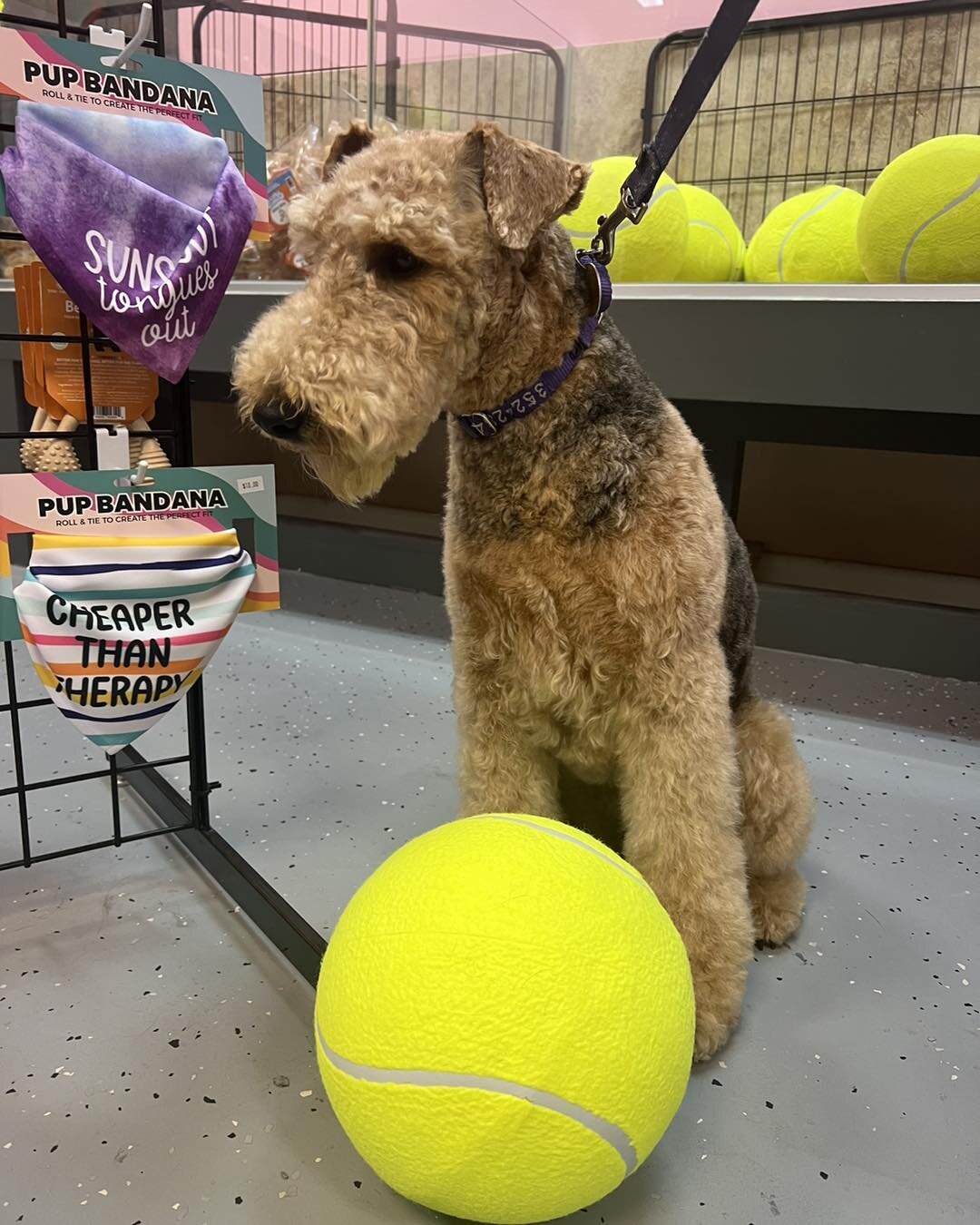 Check out our very popular giant tennis balls! 
🎾🎾🎾🎾🎾🎾🎾🎾🎾🎾🎾🎾🎾🎾🎾
Dogs LOVE them, just ask Piper the airdale! 
Only $14.99 in store 😀😀