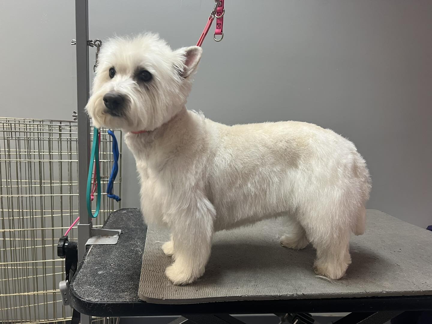Handsome Ronan! One of our many Westie clients! 

#cagefreegrooming #luxurypetspa #doggrooming #bloomingtonindianapetgroomers #petgrooming #bloomingtonindiana