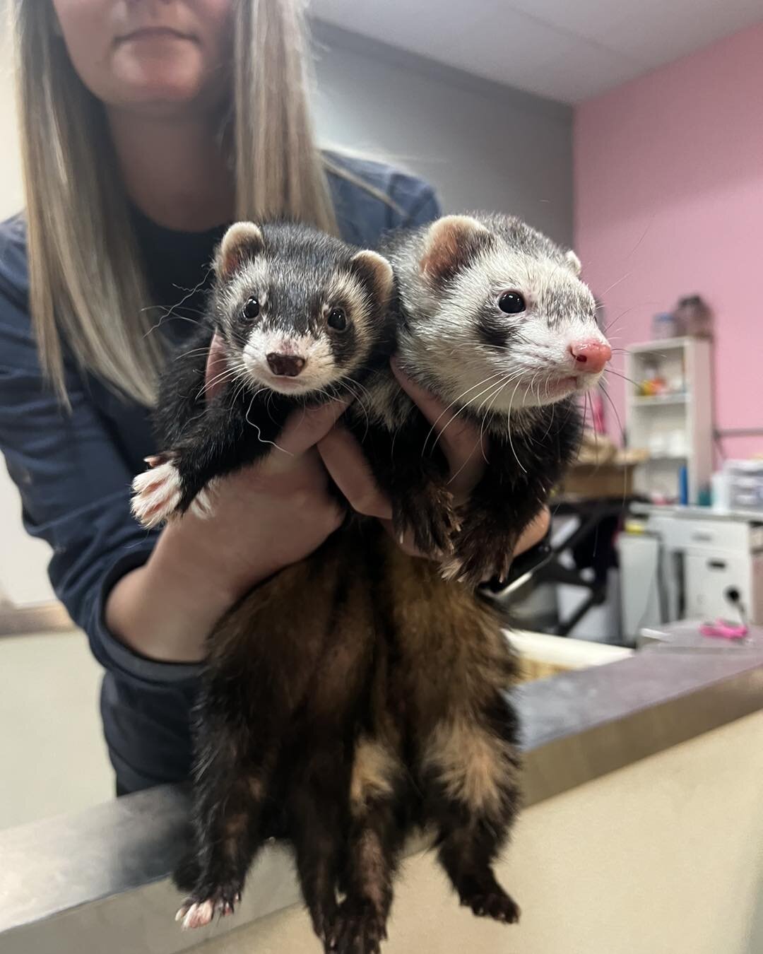 It&rsquo;s FERRET FRIDAY! Woohoo!!! 

#cagefreegrooming #luxurypetspa #doggrooming #bloomingtonindianapetgroomers #petgrooming #bloomingtonindiana #ferret