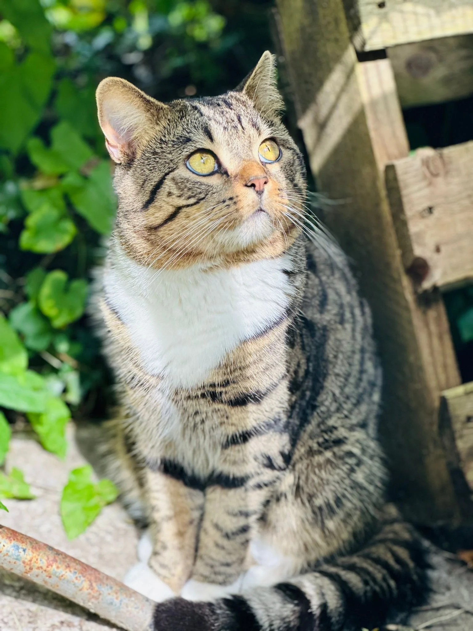 animal sancuary.jpeg 5.jpeg