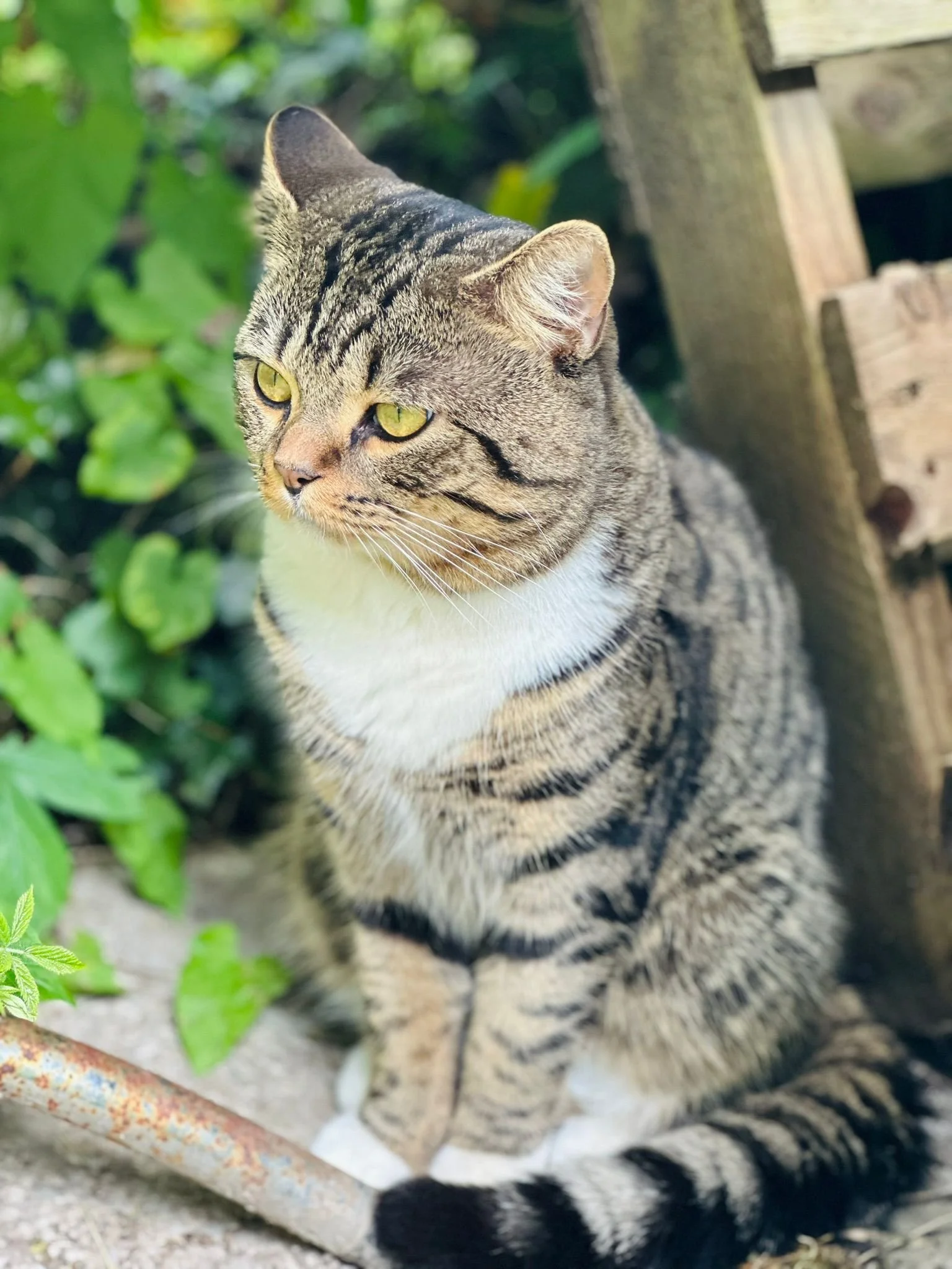 animal sancuary.jpeg 3.jpeg