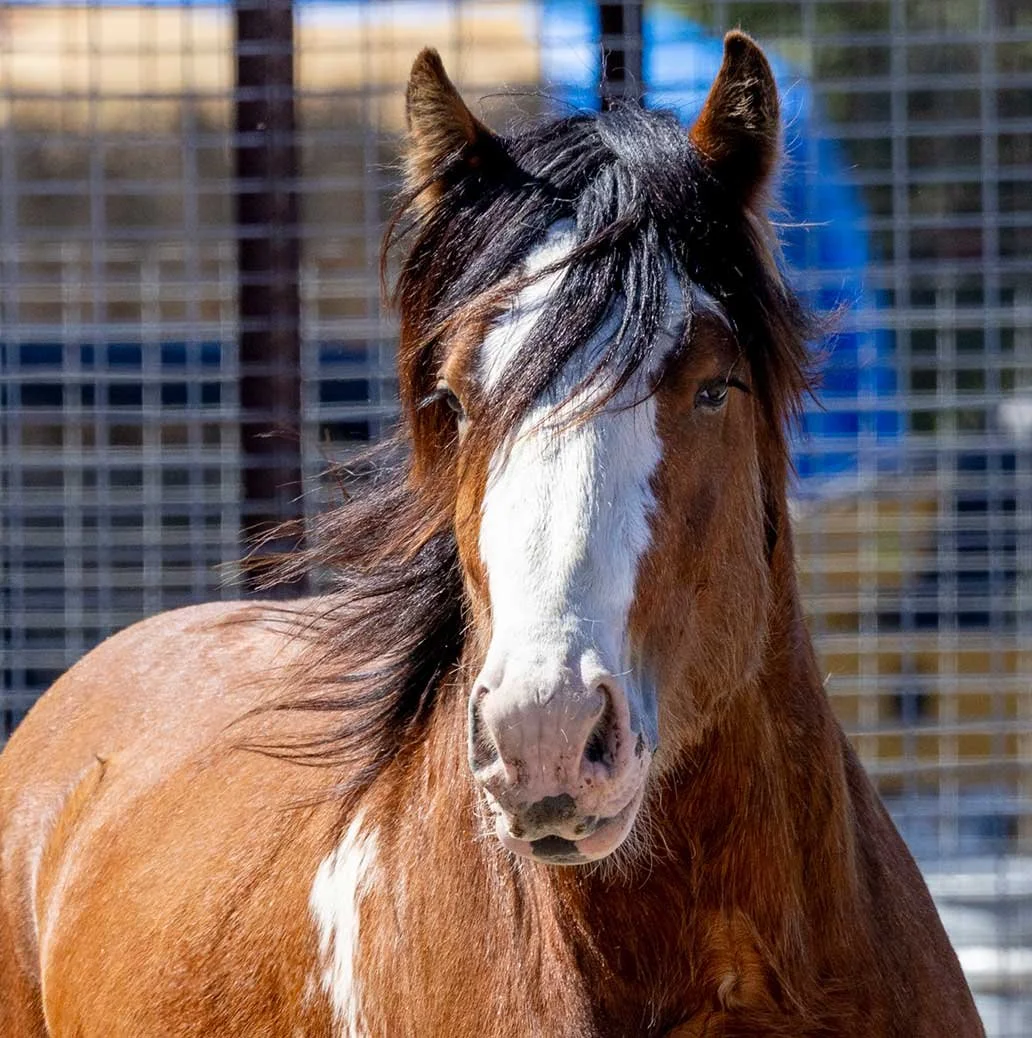 Serendipity 
  1/2 Gypsy x  1/2 Clydesdale 
  2021 
   
 SEE PROFILE