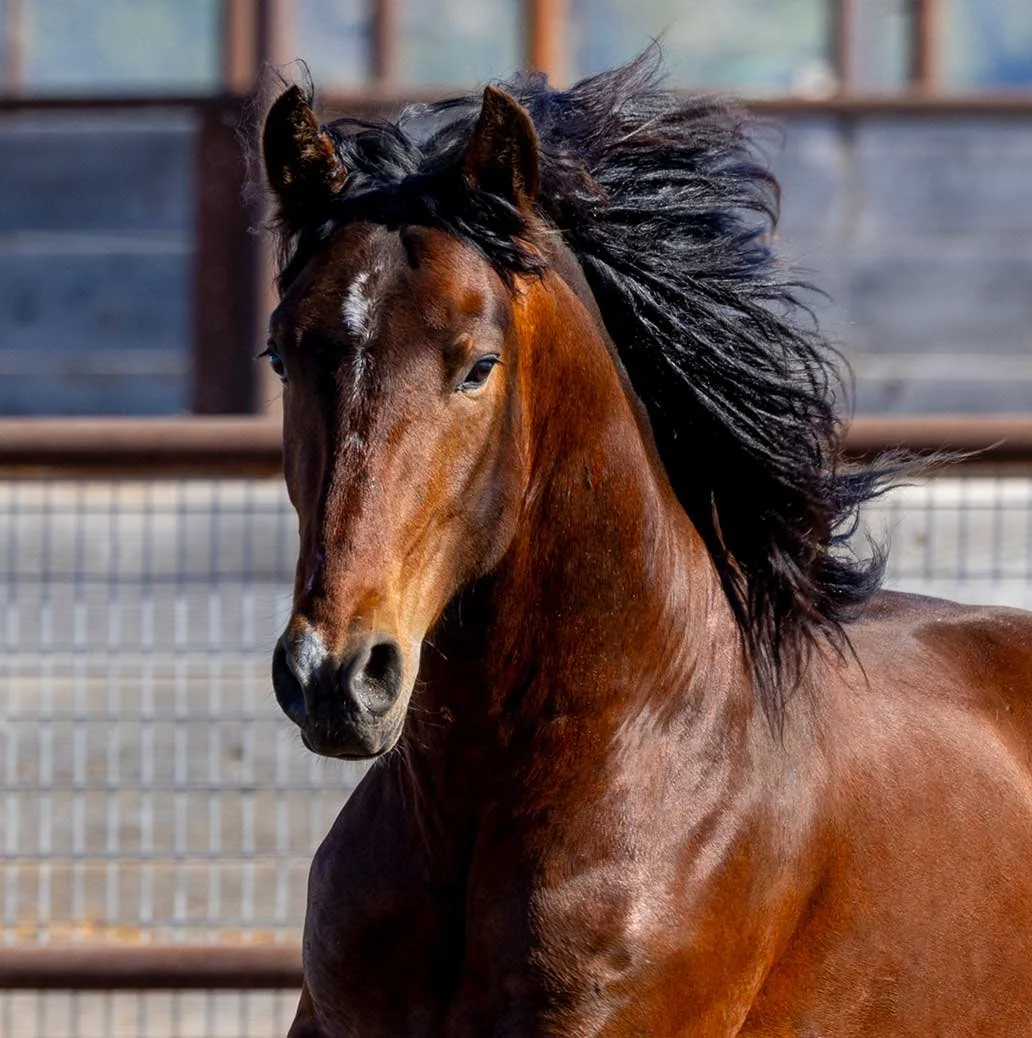 Neo 
  3/4 Andalusian x 1/4 Percheron 
  2021 
   
 SEE PROFILE