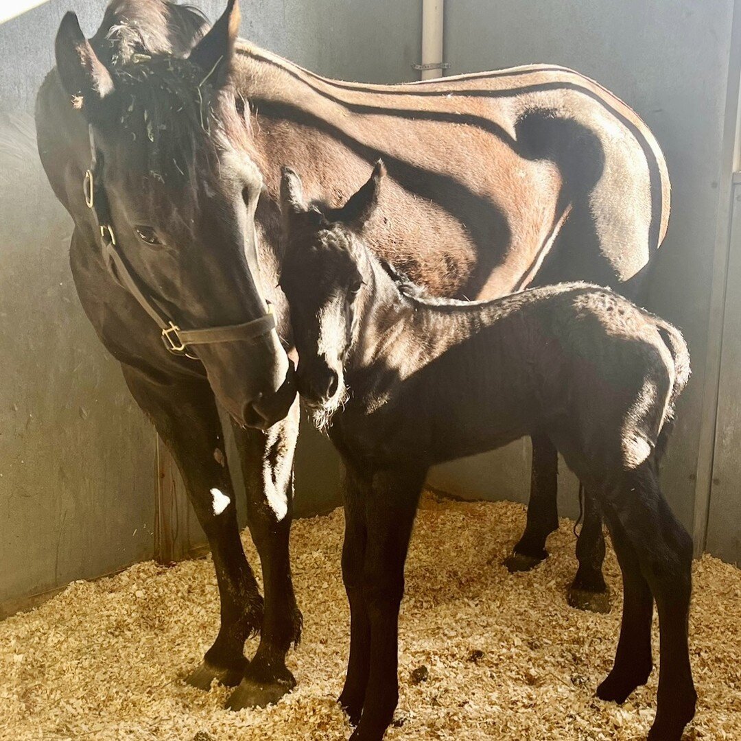 The Pegasus Class of 2024 welcomes &quot;Sognare&quot;. A very large black filly out of our 'Making Pegasus' mare &quot;Black Magic&quot; (1/2 Andalusian 1/4 Friesian 1/4 Spotted Draft) by the very large and well bred Friesian Stallion &quot;Epke 474