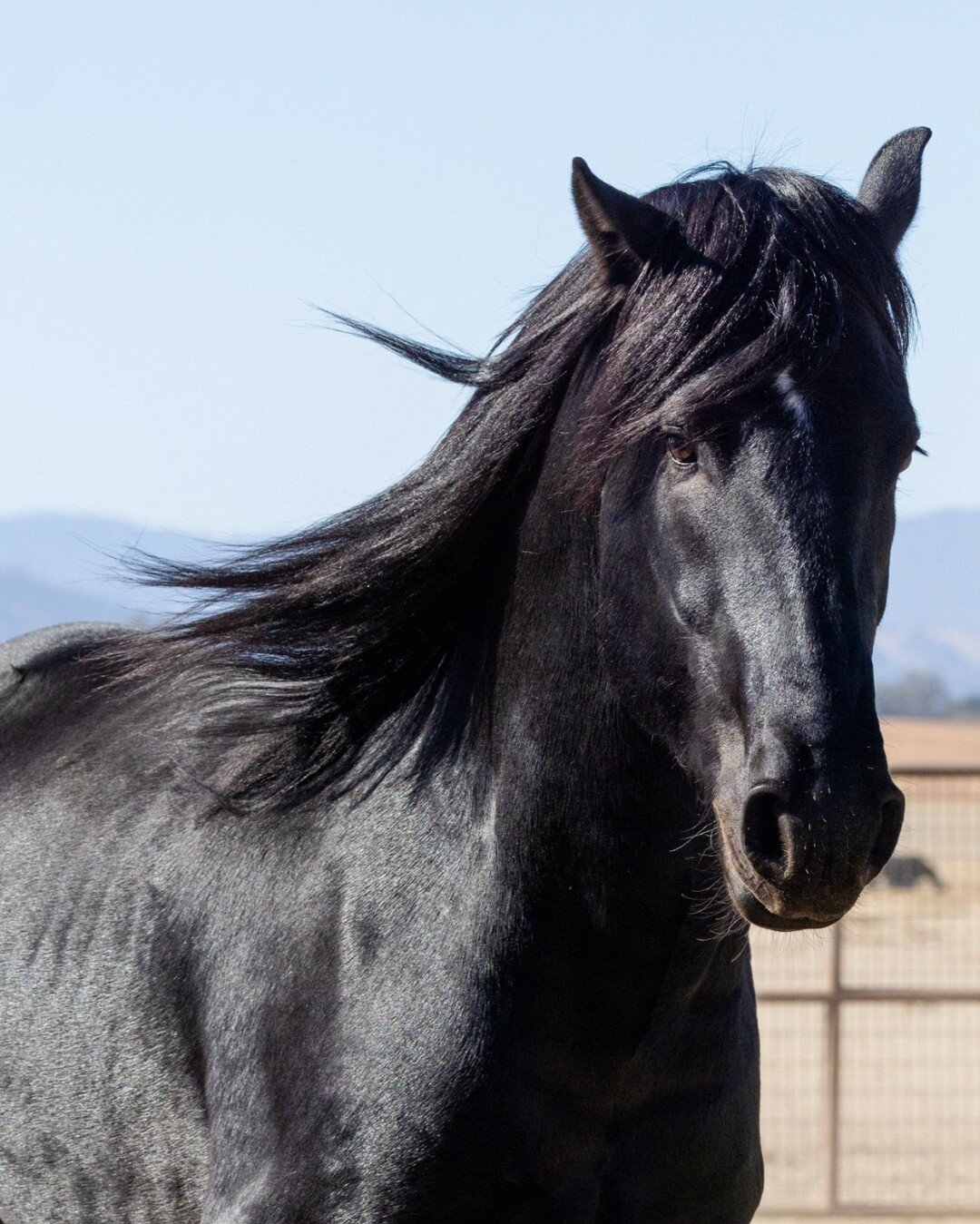 Making Pegasus Stallion &quot;Caesar&quot; (1/2 Friesian 1/2 Shire), Sired by Julius 486 is standing at stud this season and is available for fresh and frozen semen. He is currently 17.2 Hands at 4 years old. &ldquo;Caeser&rdquo; has long legs, solid