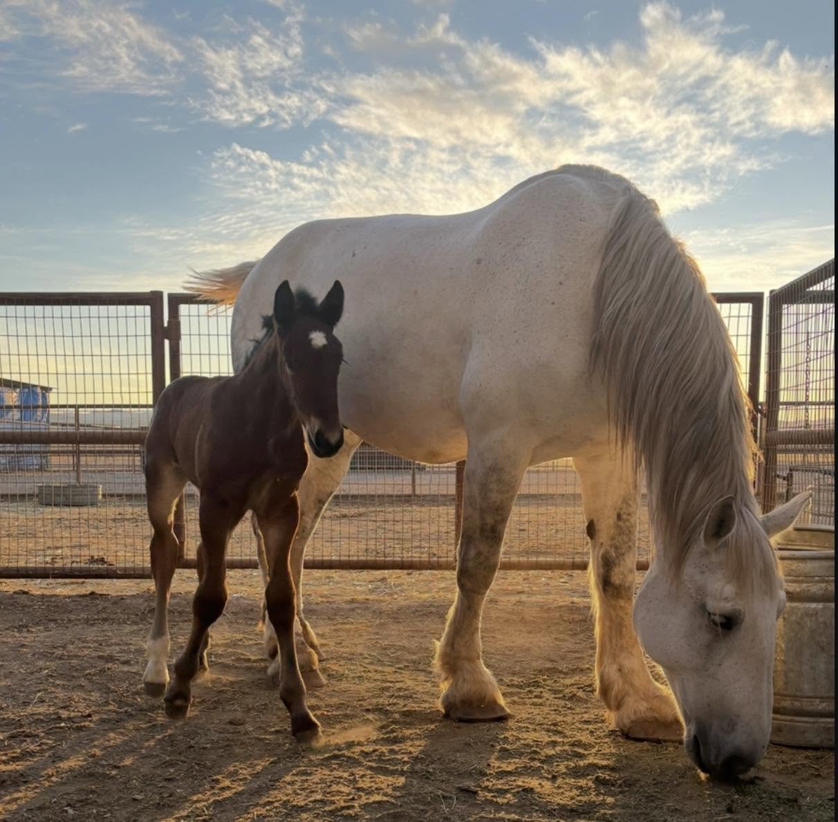 What Stallion Should I Breed My Mare To?  A Step-By-Step Guide