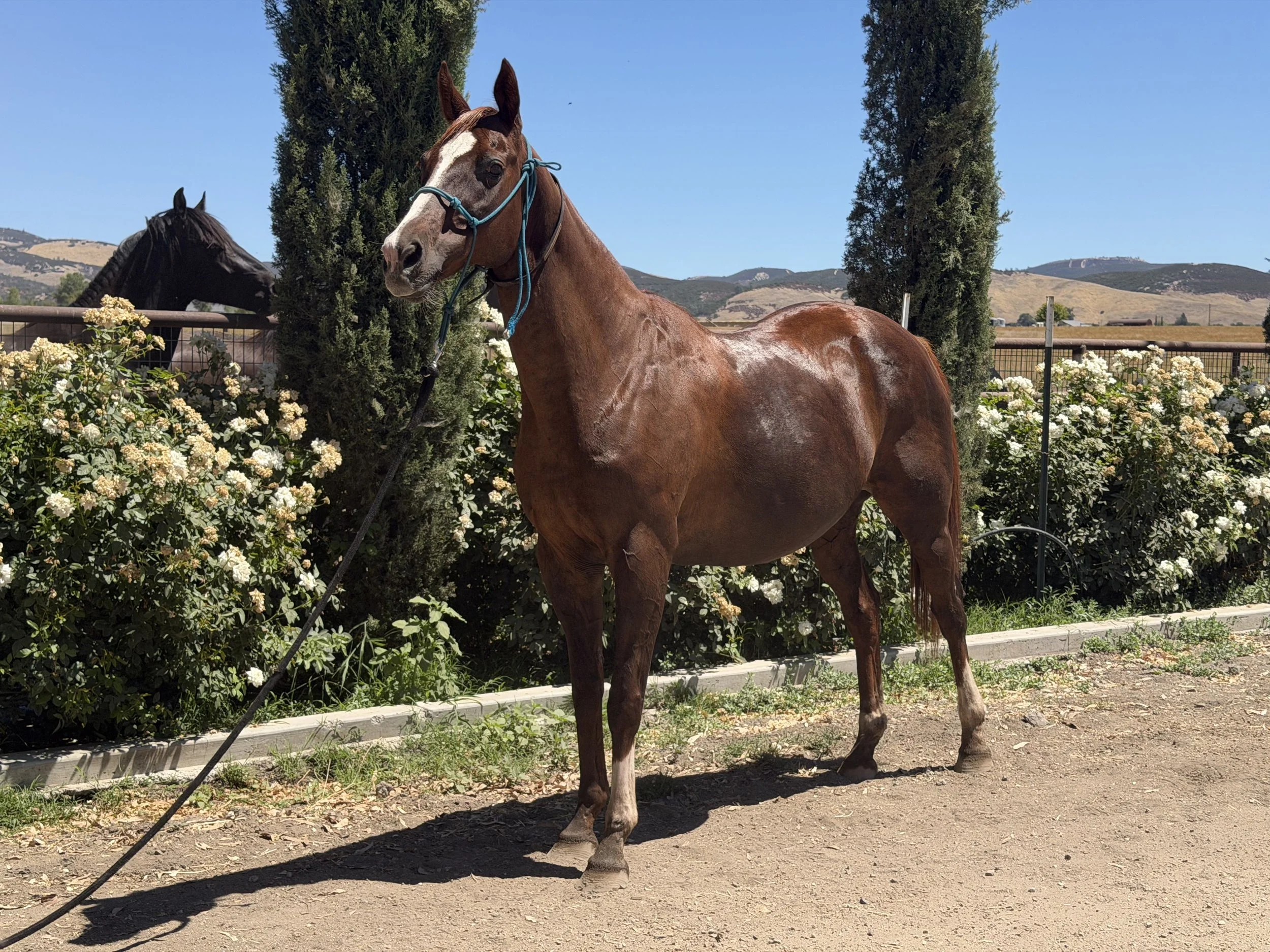 Thoroughbred mare for sale
