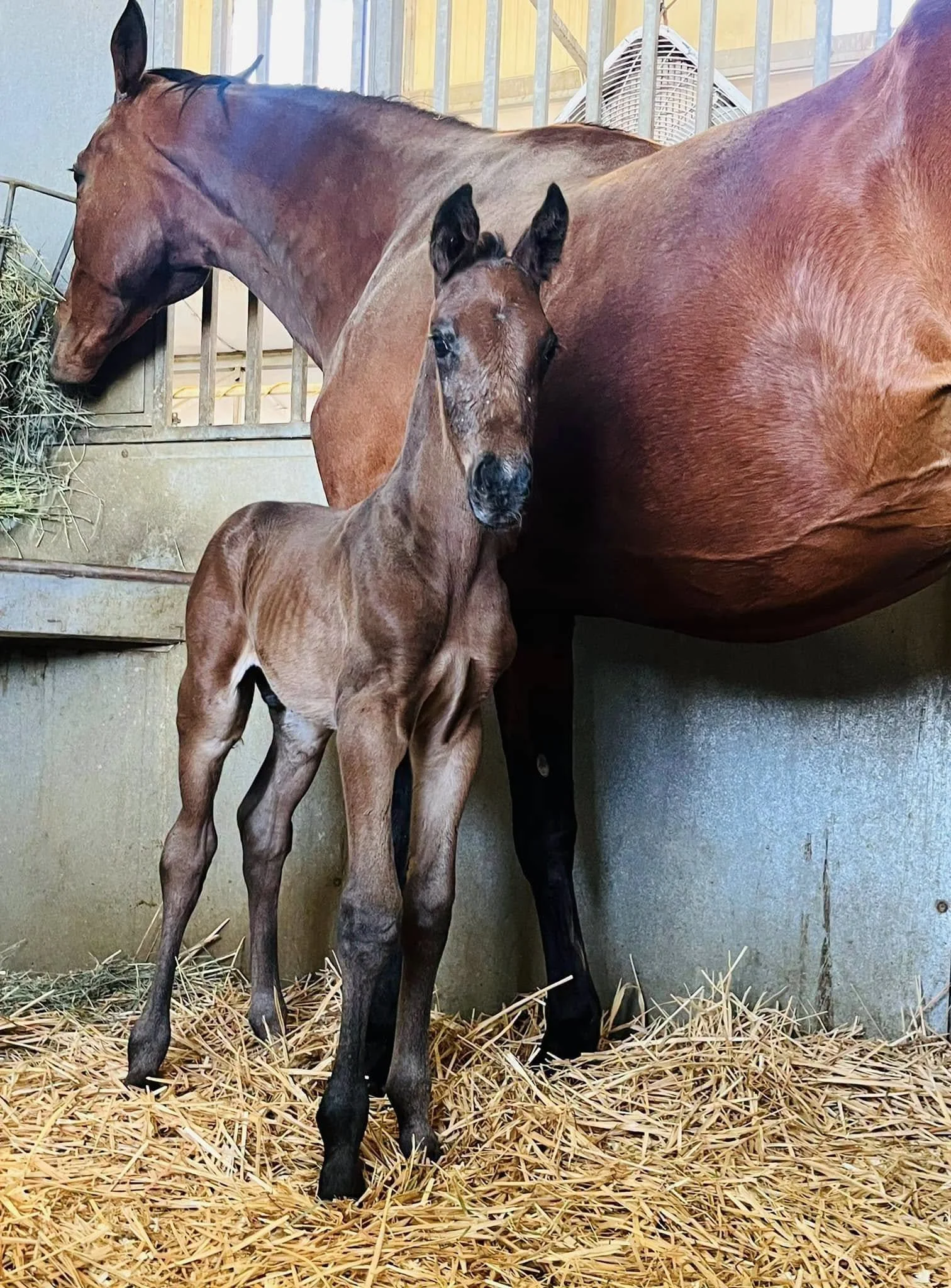 Warmblood Mare