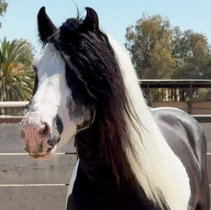 Seneca 
  Gypsy (heterozygous tobiano) 
  2014 
   
 SEE PROFILE