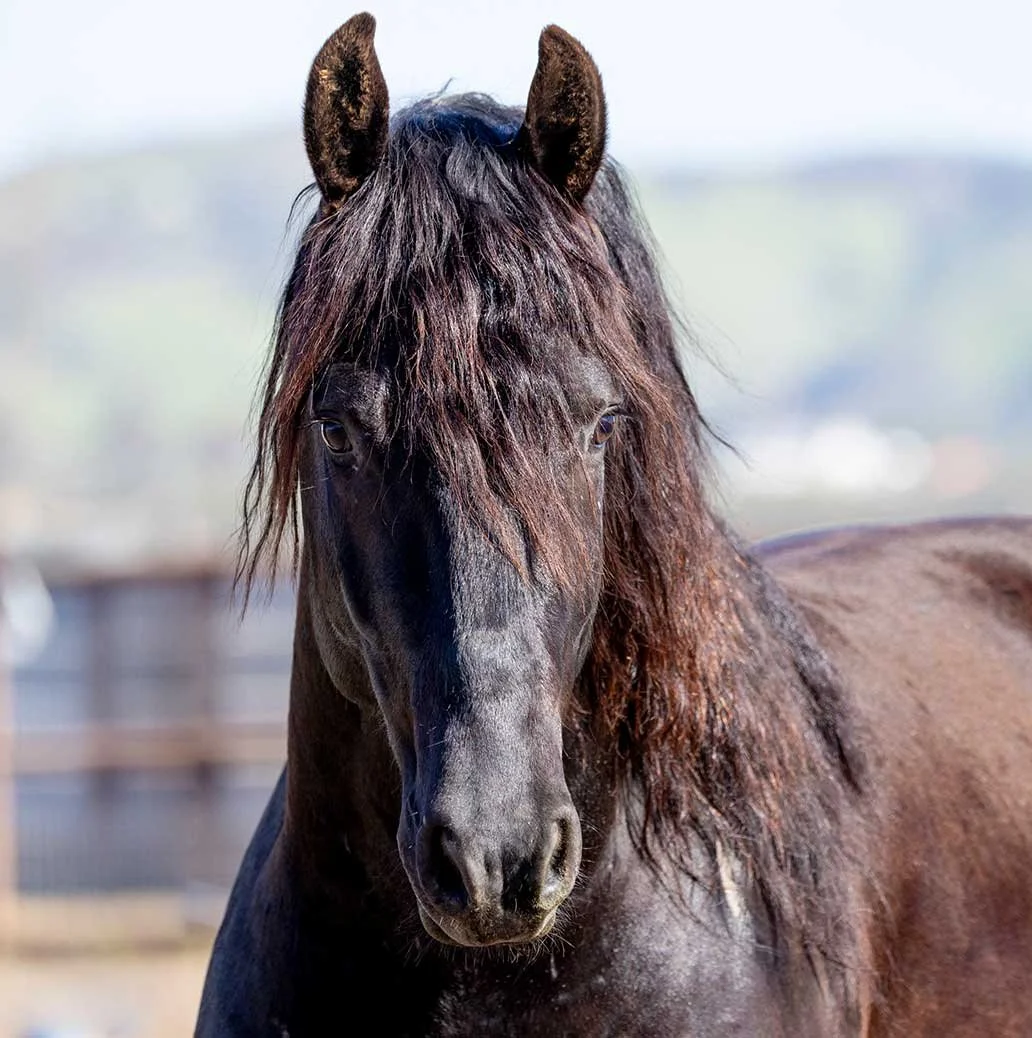 Morpheus  
  3/4 Friesian x 1/4 Pinto  
  2021 
   
 SEE PROFILE
