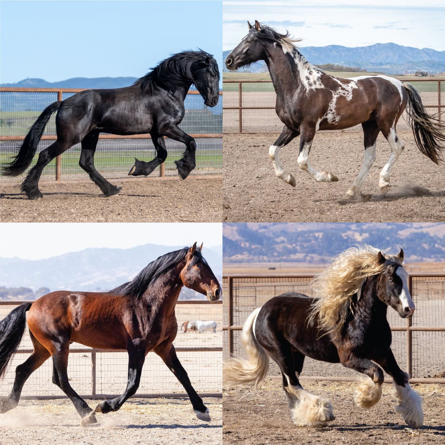  
 All Making Pegasus Stallions 
 Browse all Making Pegasus Stallions  
  All Purebreds and Crosses 
   
 SEE ALL STALLIONS 

 