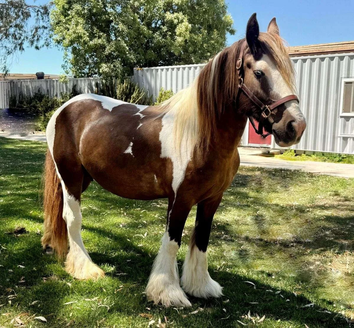Gypsy Vanner Mare