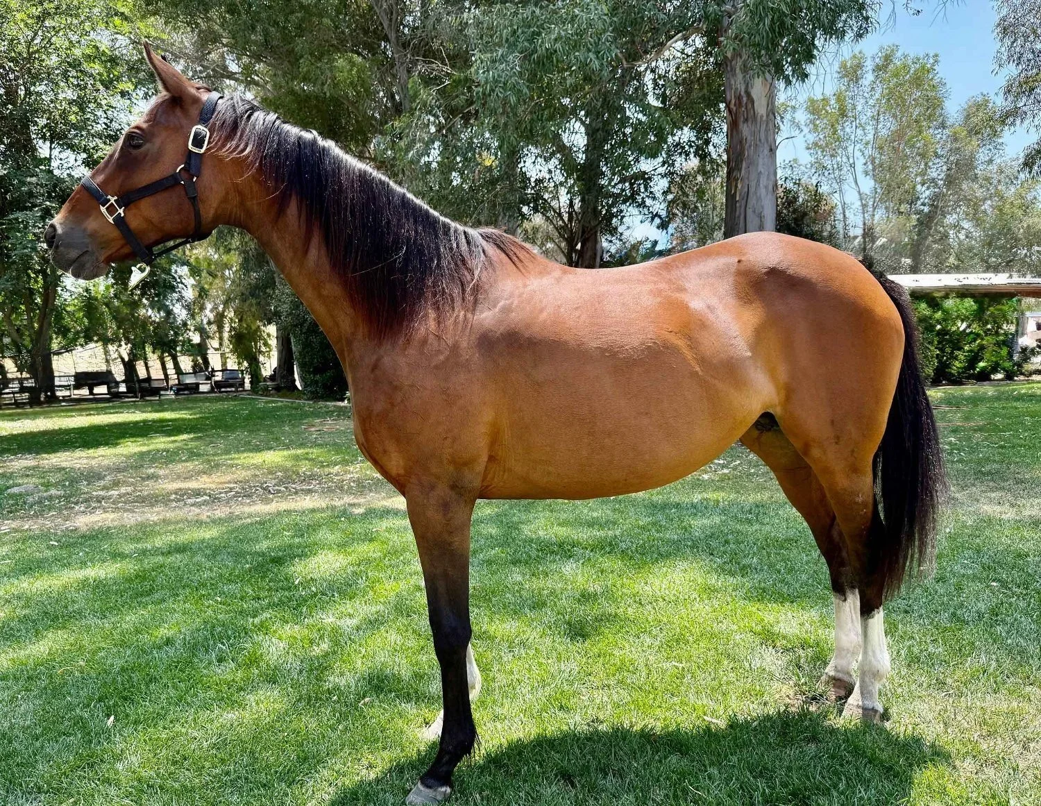 Thoroughbred Mare