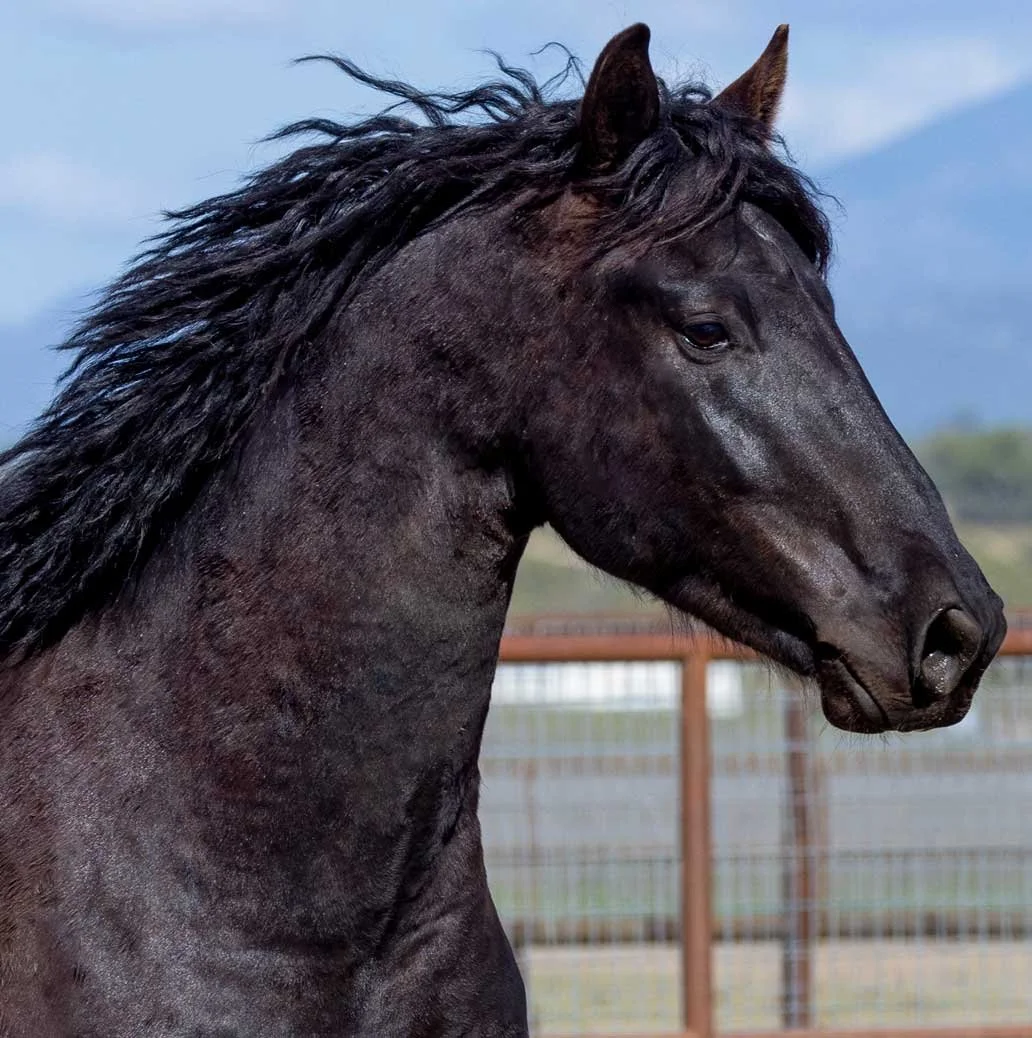 Tristin 
  5/16 Friesian x 3/16 Dutch Warmblood  x 1/2 Thoroughbred  
  2021 
   
 SEE PROFILE