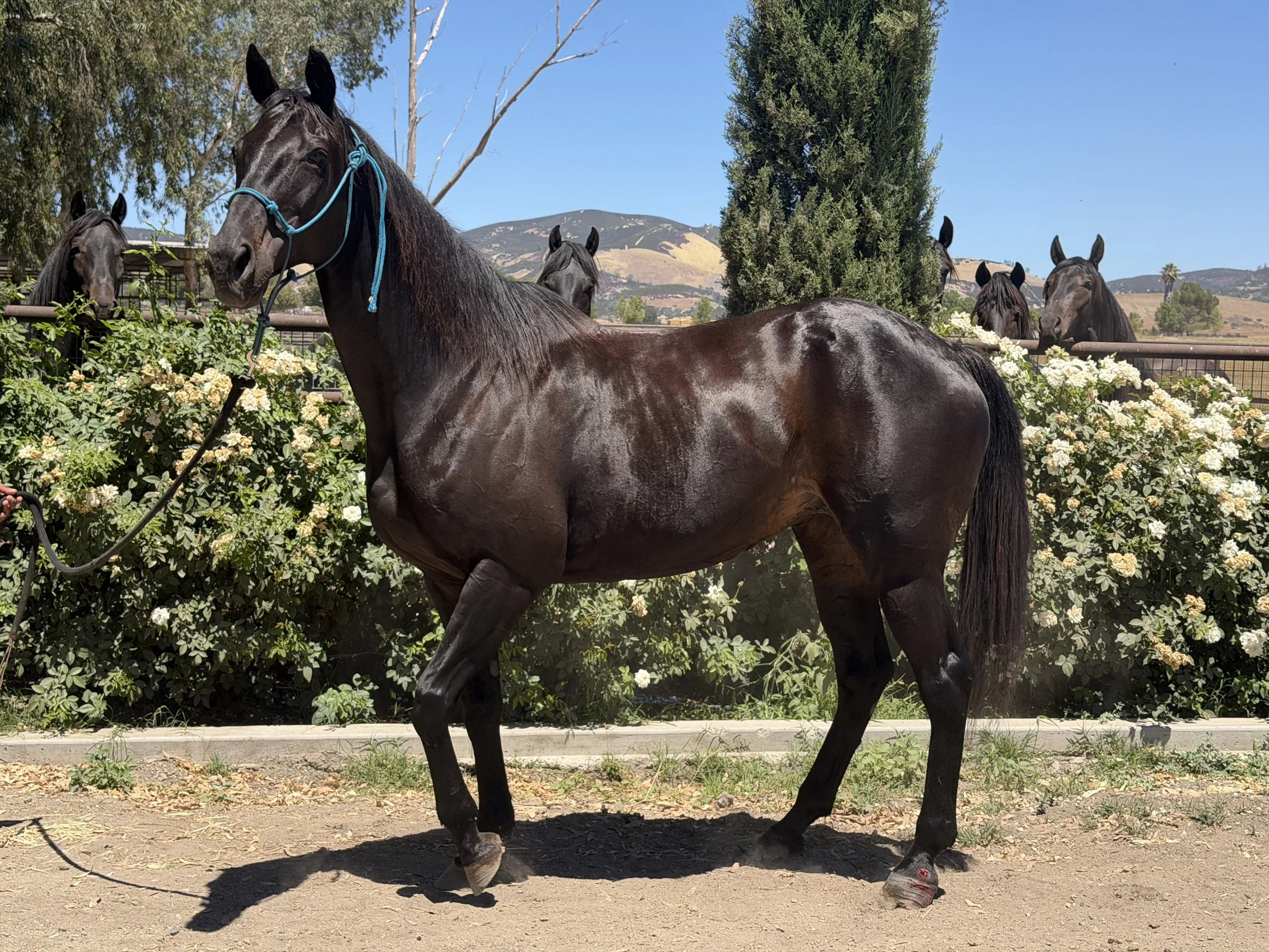 Thoroughbred Mare