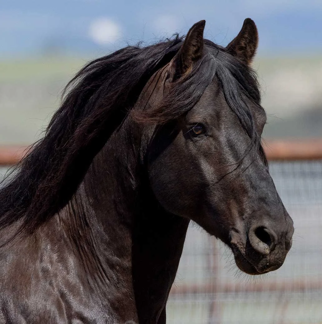 Plato  
  3/4 Friesian x  1/4 Spotted Draft 
  2020 
   
 SEE PROFILE