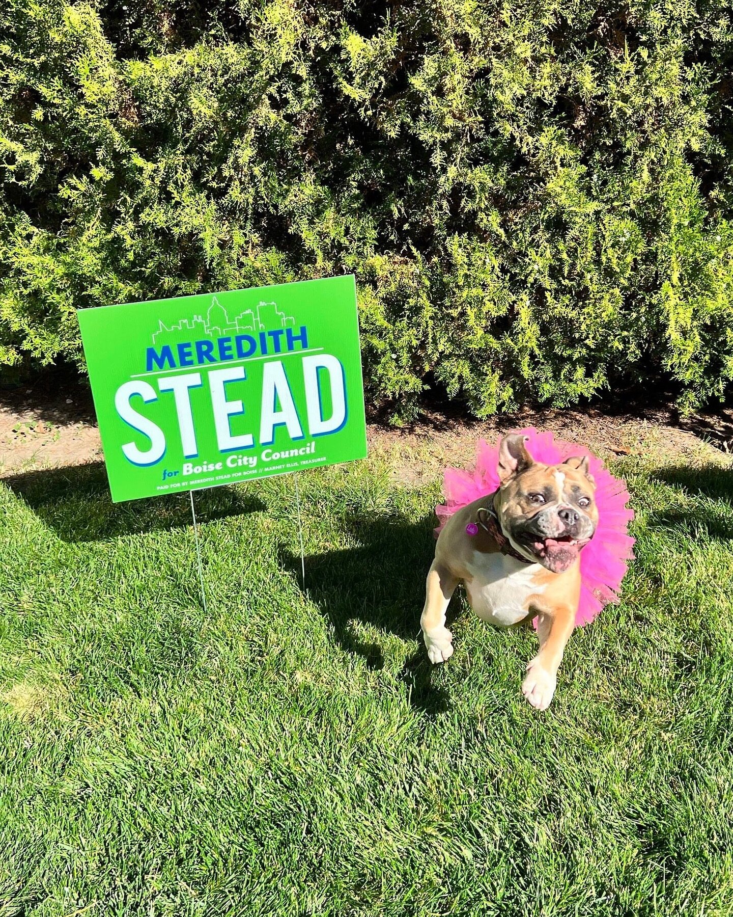 Our crew of volunteers are making their way around, picking up signs. You can help by dropping your Meredith Stead yard sign (or any Meredith Stead sign you see on the side of the road) off at 1348 S. Vista Ave.

Thank you!