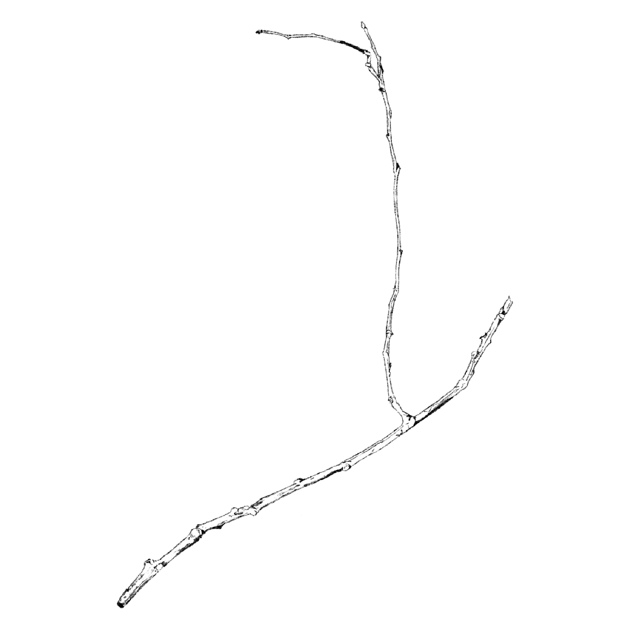 Untitled_Artwork 1556.PNG