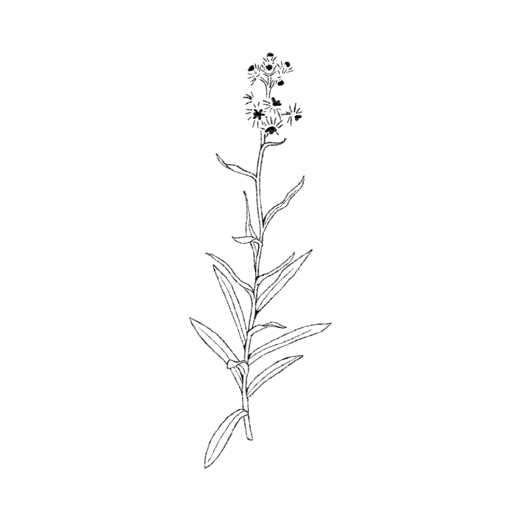 Untitled_Artwork 1594.png