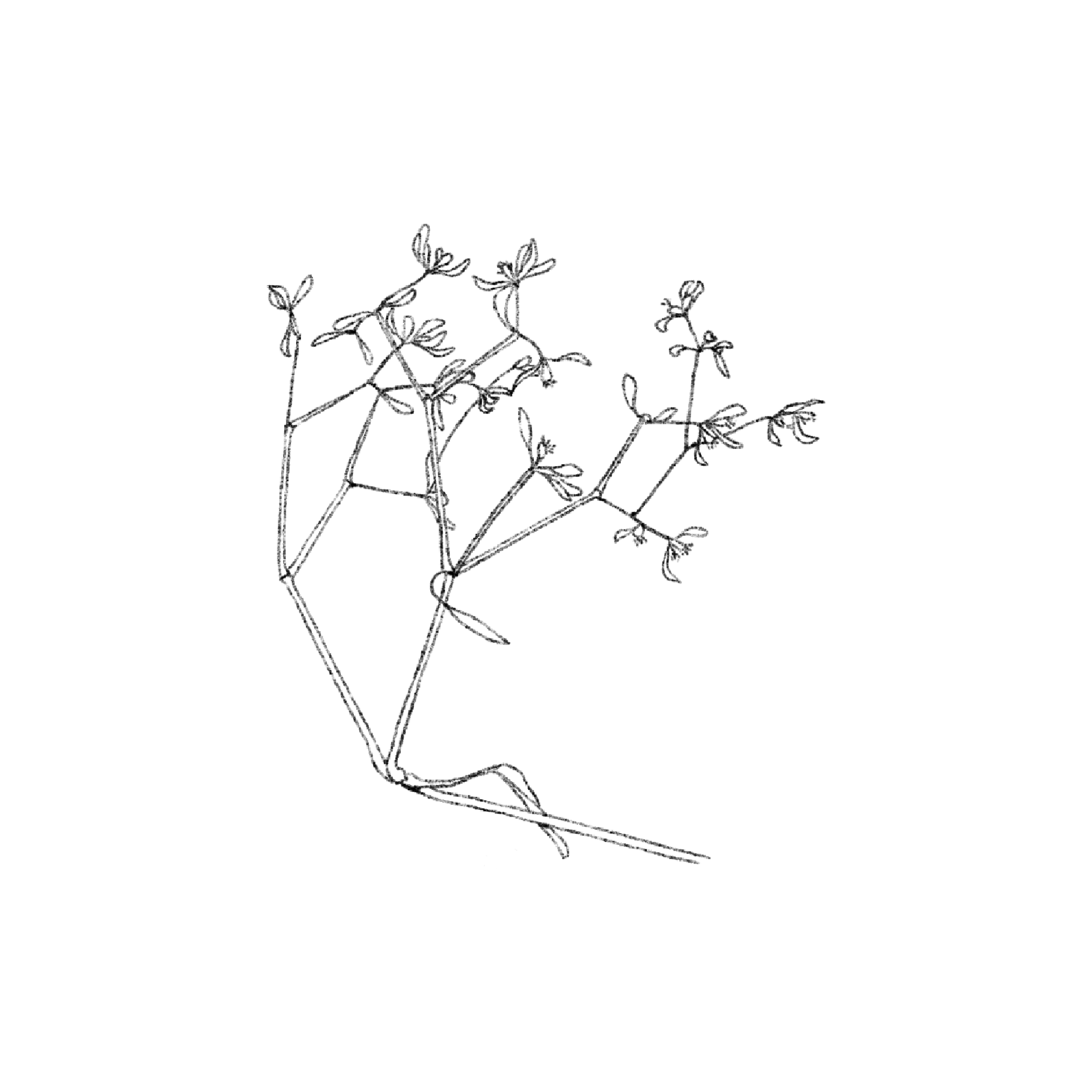 Untitled_Artwork 1568.png
