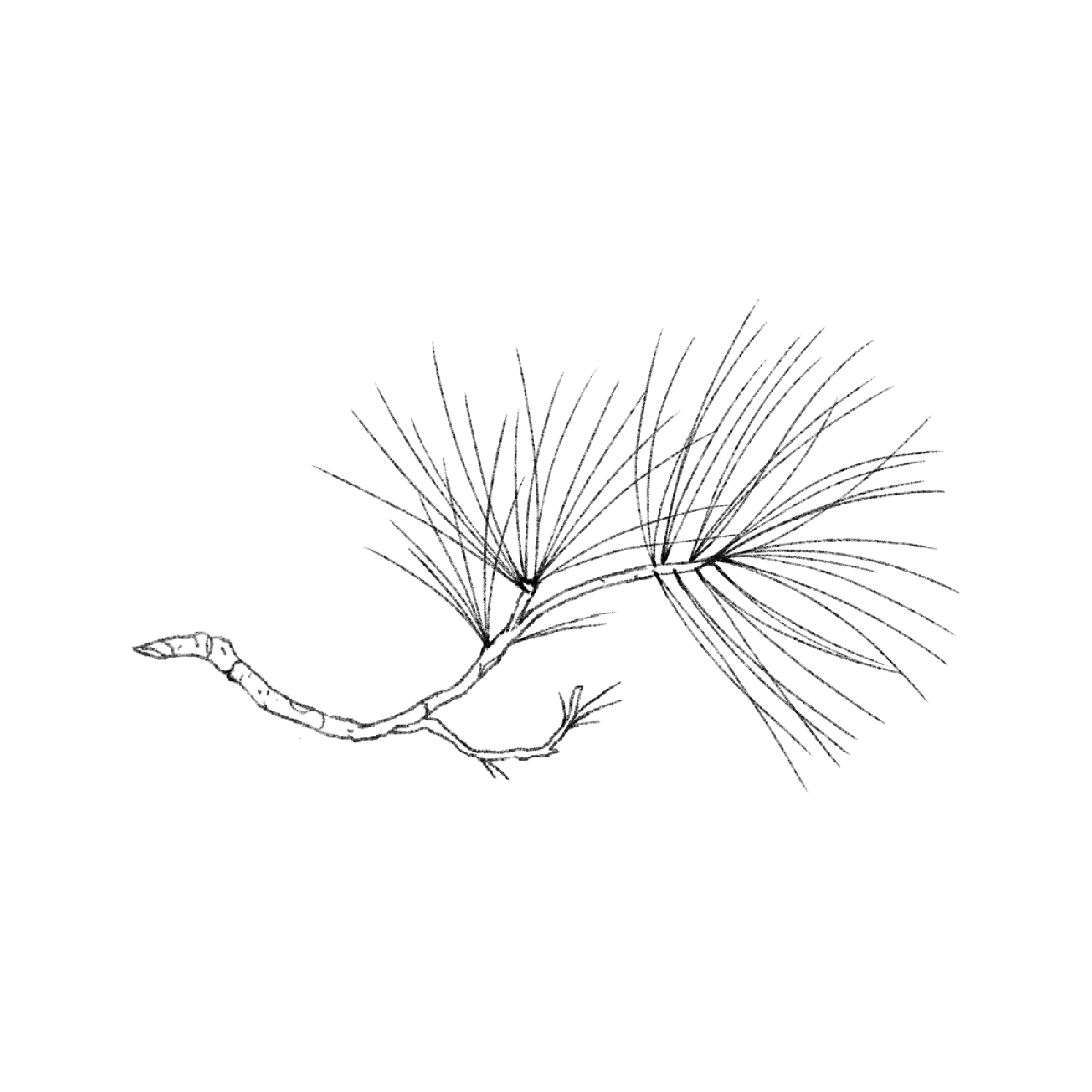 Untitled_Artwork 1574.png