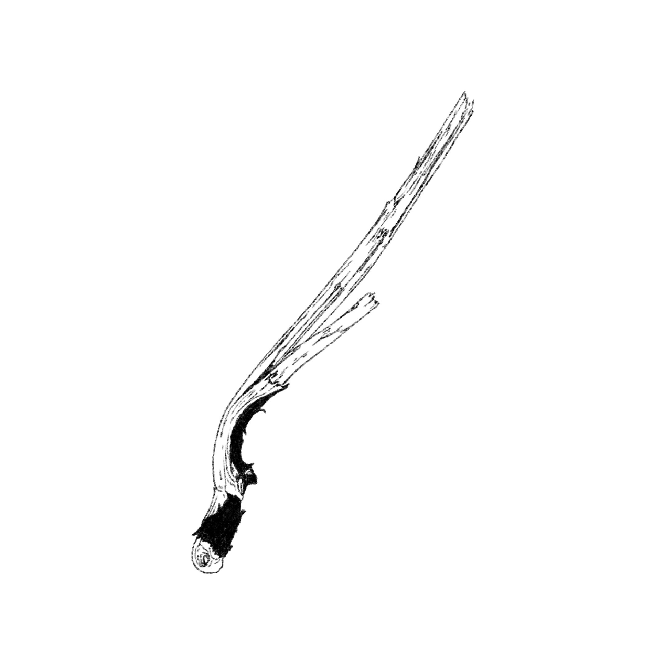 Untitled_Artwork 1577.png