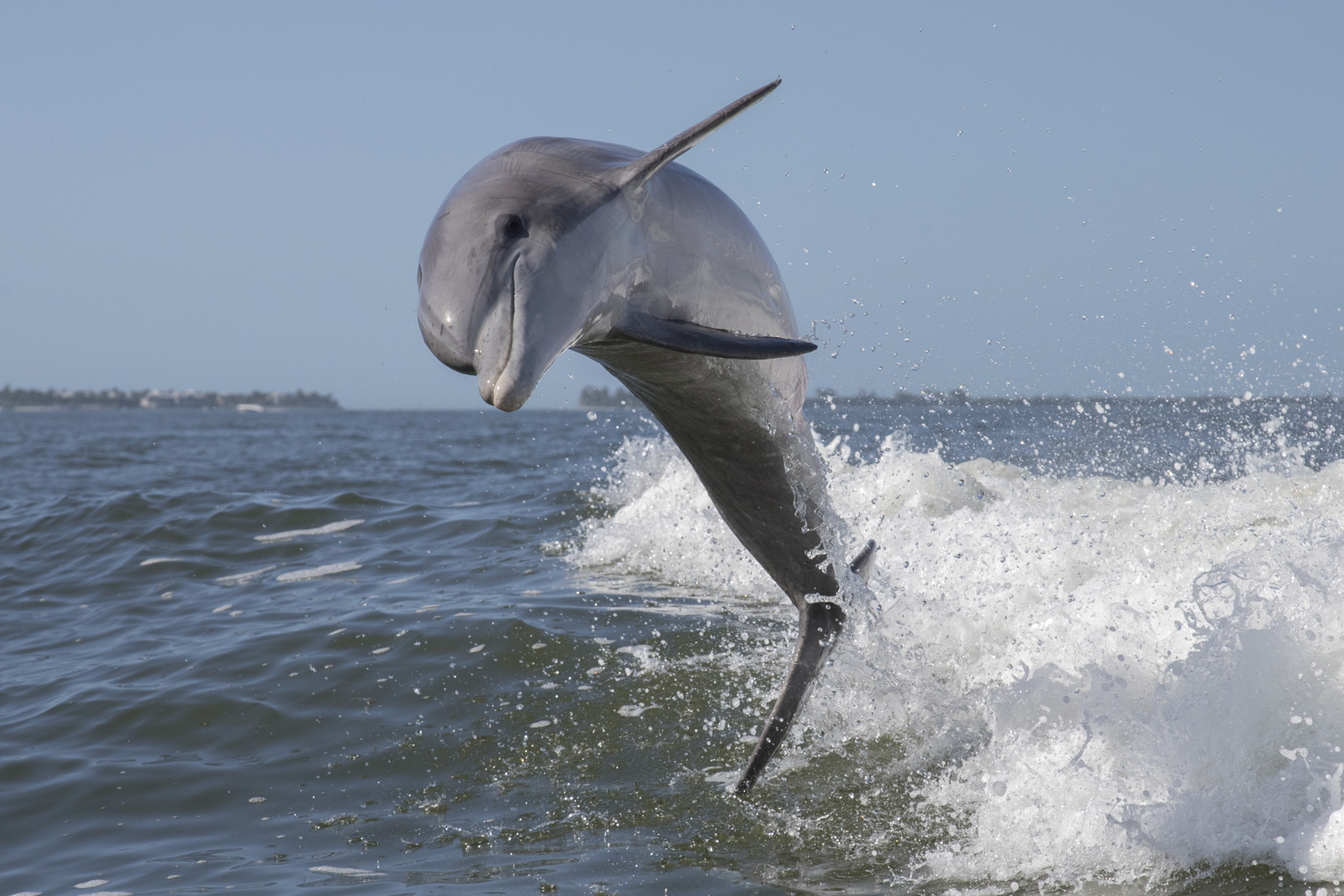 Crazy Dolphin_1599x1066.png