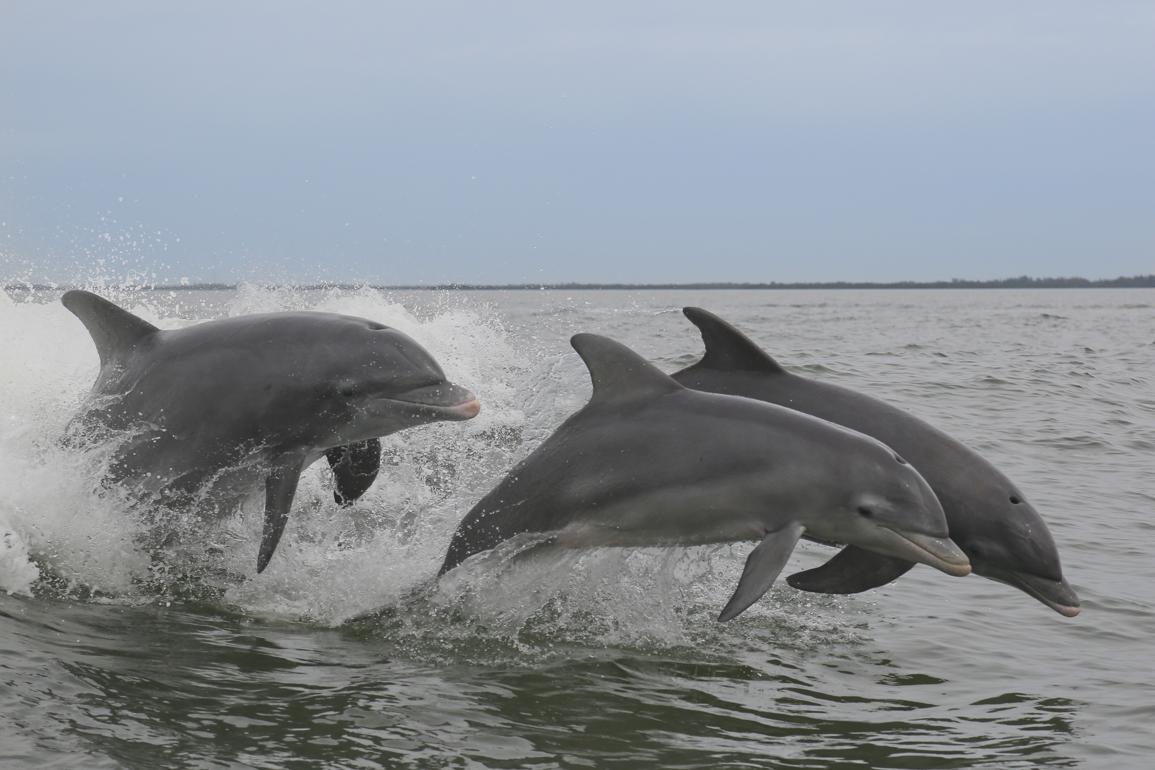 Dolphins Jumping_2253x1502.png