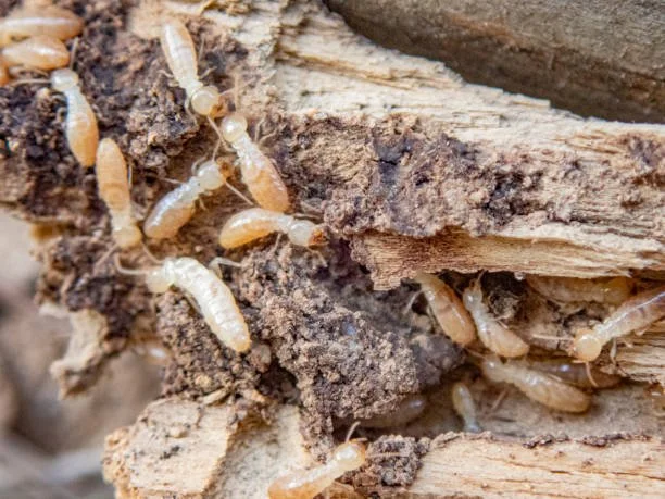 Close-up view of termites destroying wood.