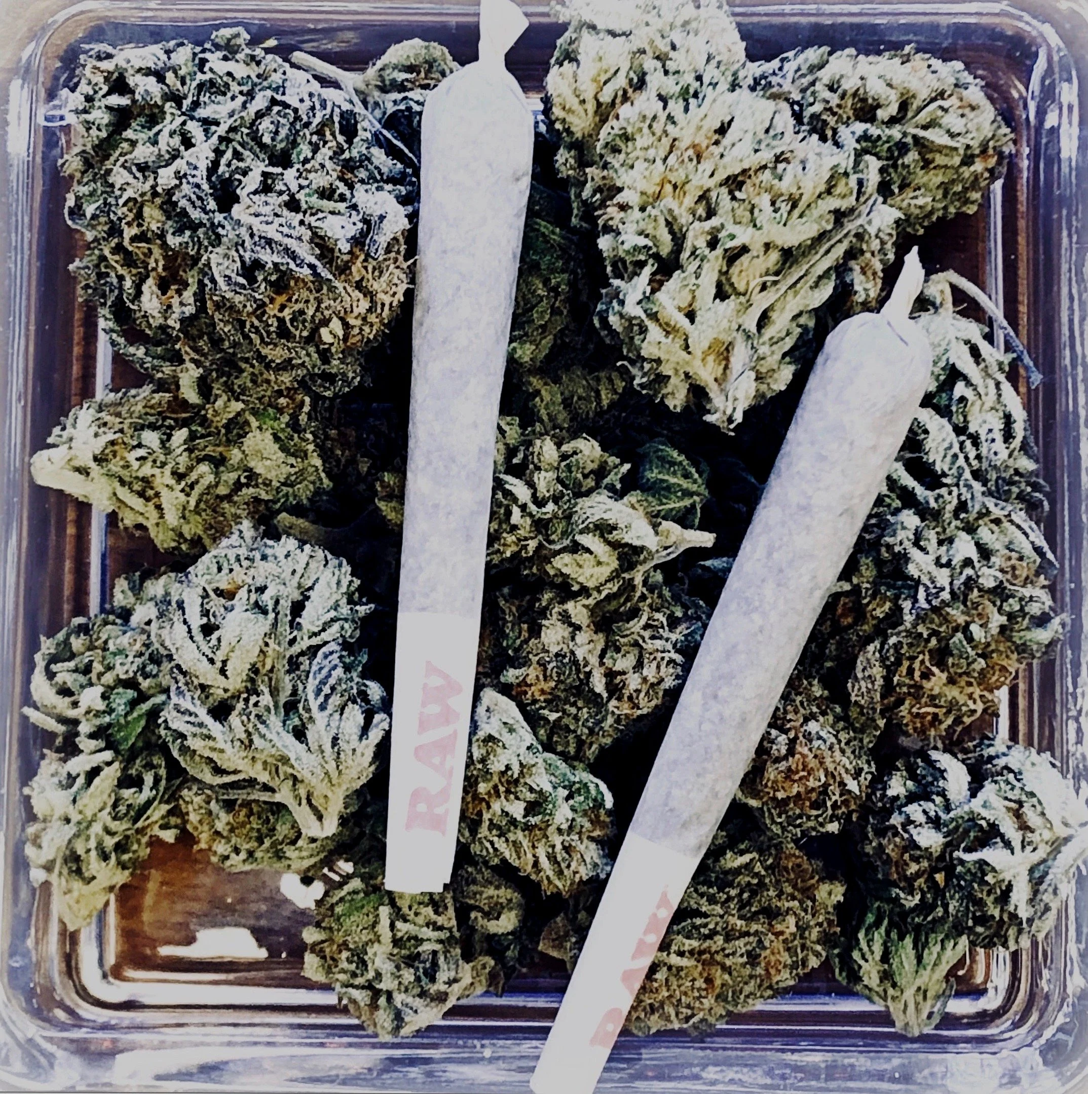 Premium Cannabis Selection in Big Sky MT Dispensaries