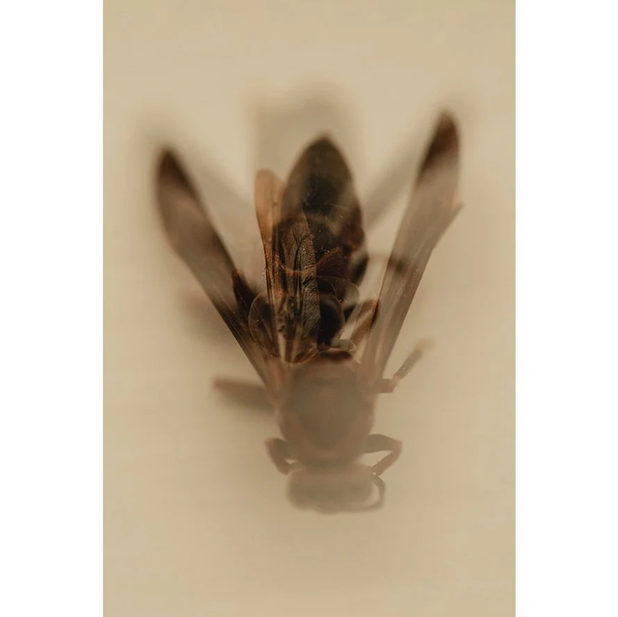 Insects_001.jpg
