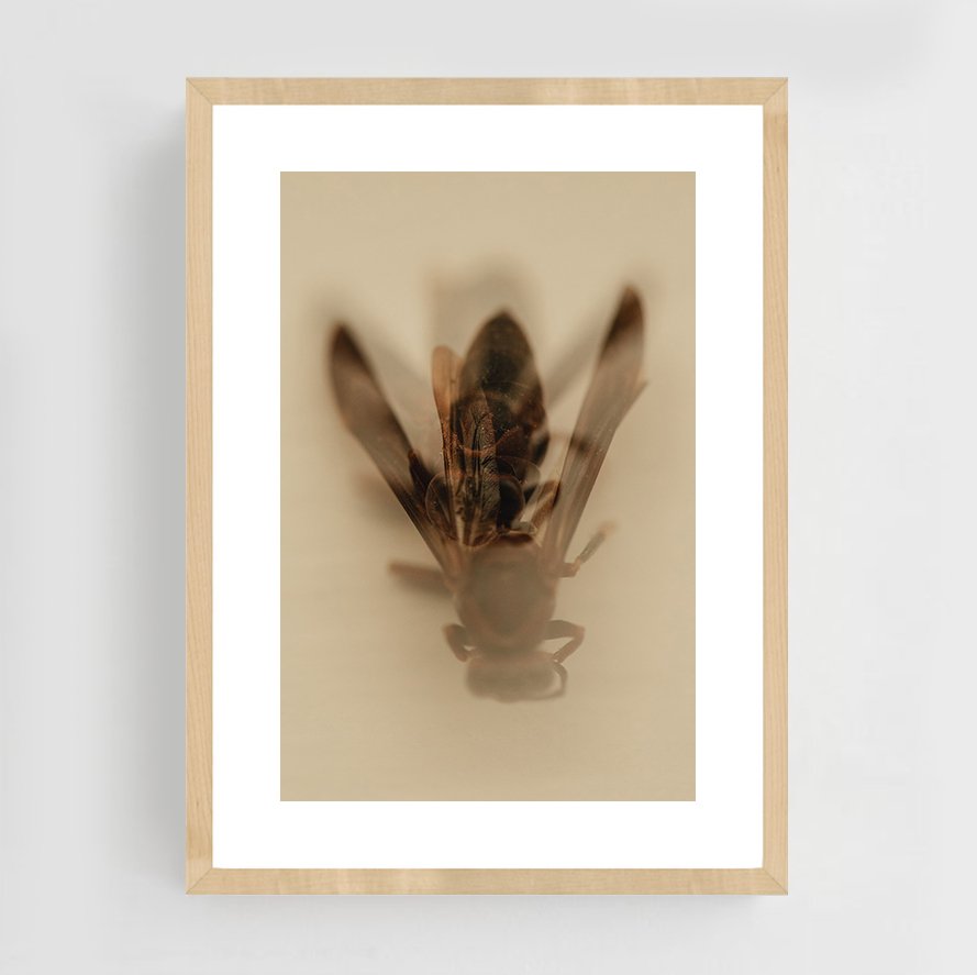 Insects_001_maple.jpg