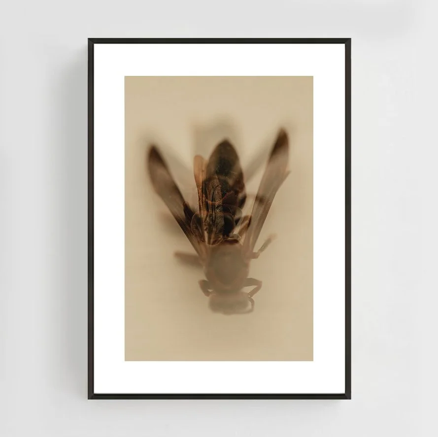 Insects_001_Metal_Black.jpg