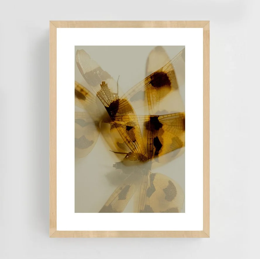 Insects_002_maple.jpg