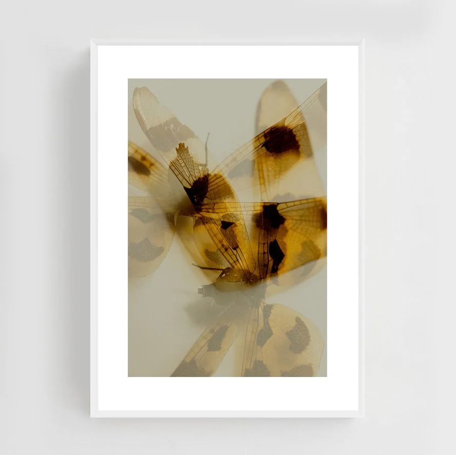 Insects_002_metal_white.jpg
