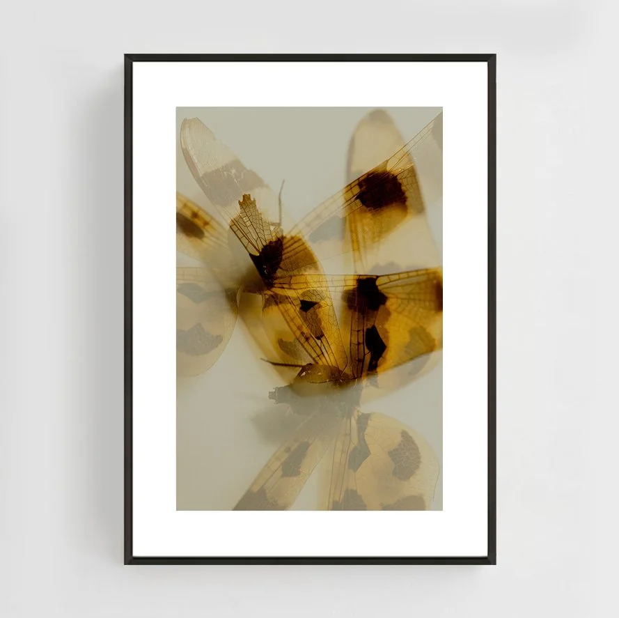 Insects_002_metal_black.jpg