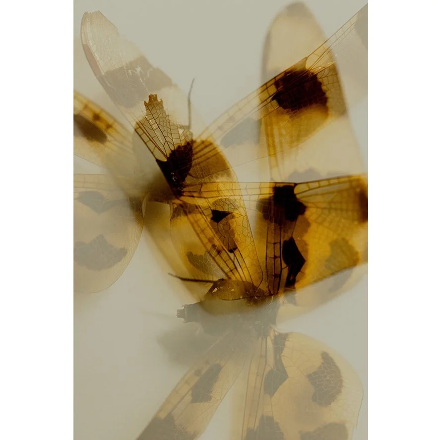 Insects_002.jpg