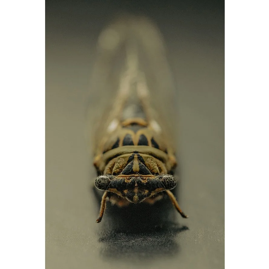 Insects_003.jpg