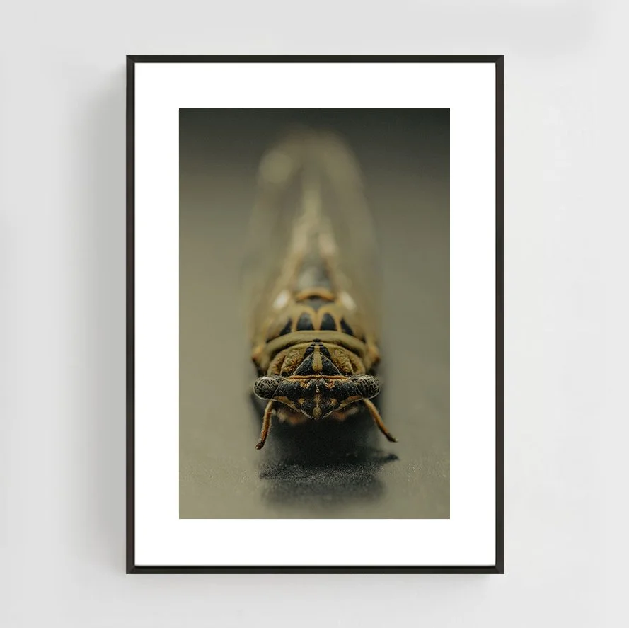 Insects_003_metal_black.jpg