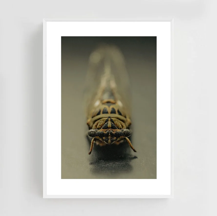 Insects_003_metal_white.jpg
