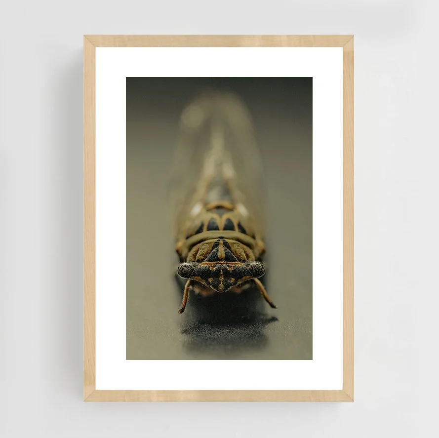 Insects_003_maple.jpg
