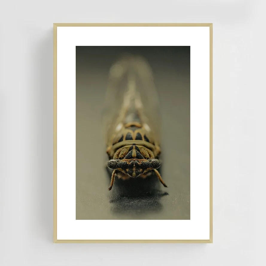 Insects_003_metal_gold.jpg