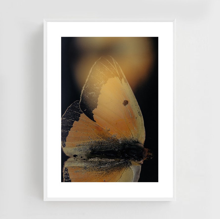 Insects_005_metal_white.jpg