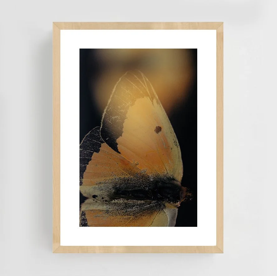 Insects_005_maple.jpg