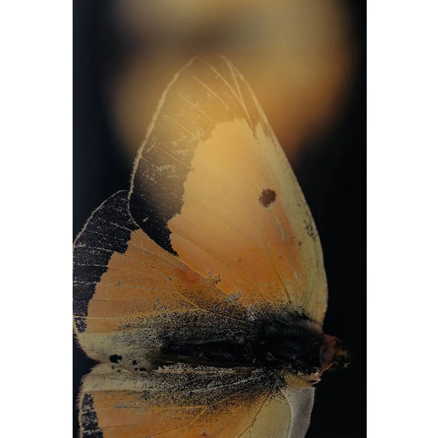 Insects_005.jpg