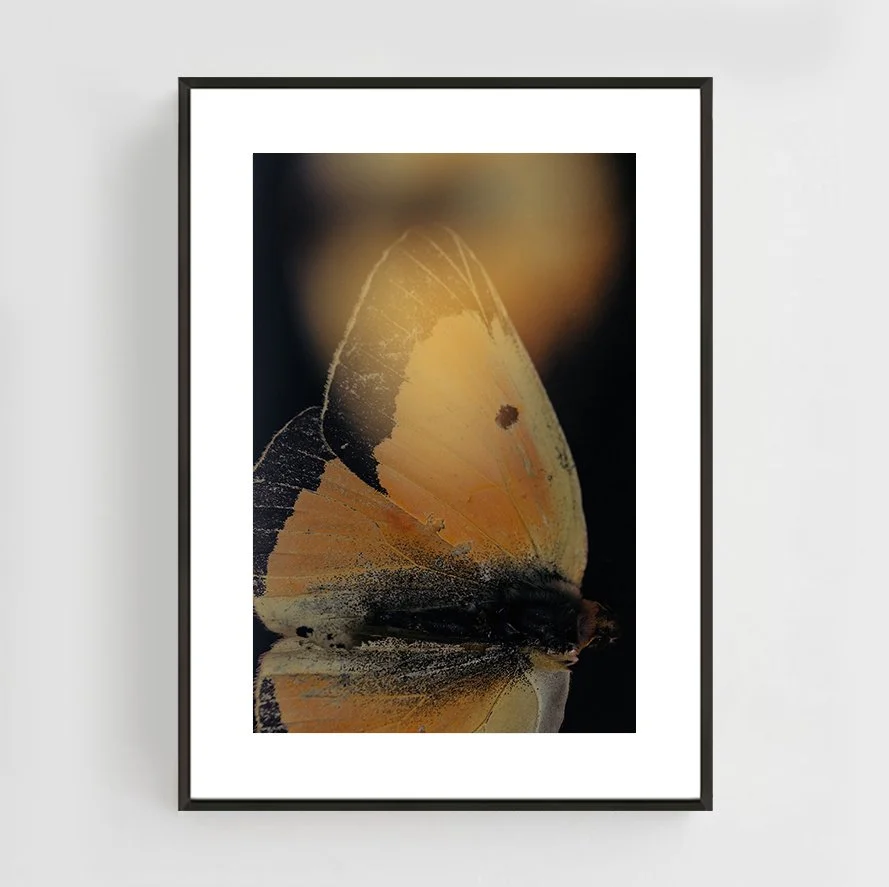 Insects_005_metal_black.jpg