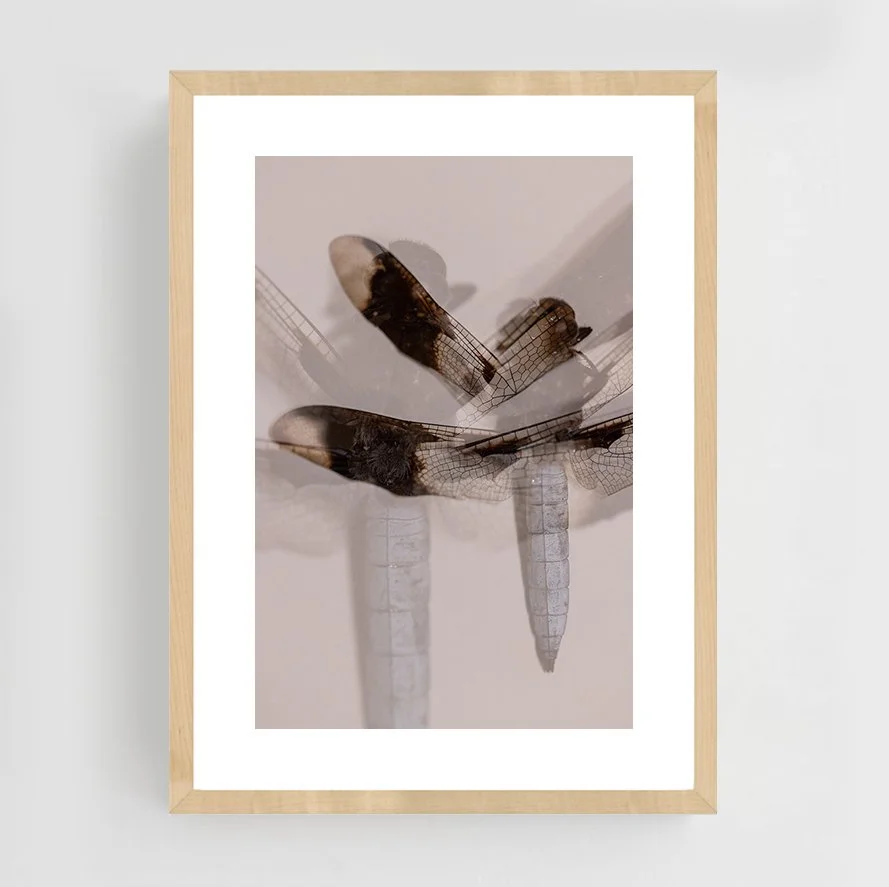 Insects_006_maple.jpg