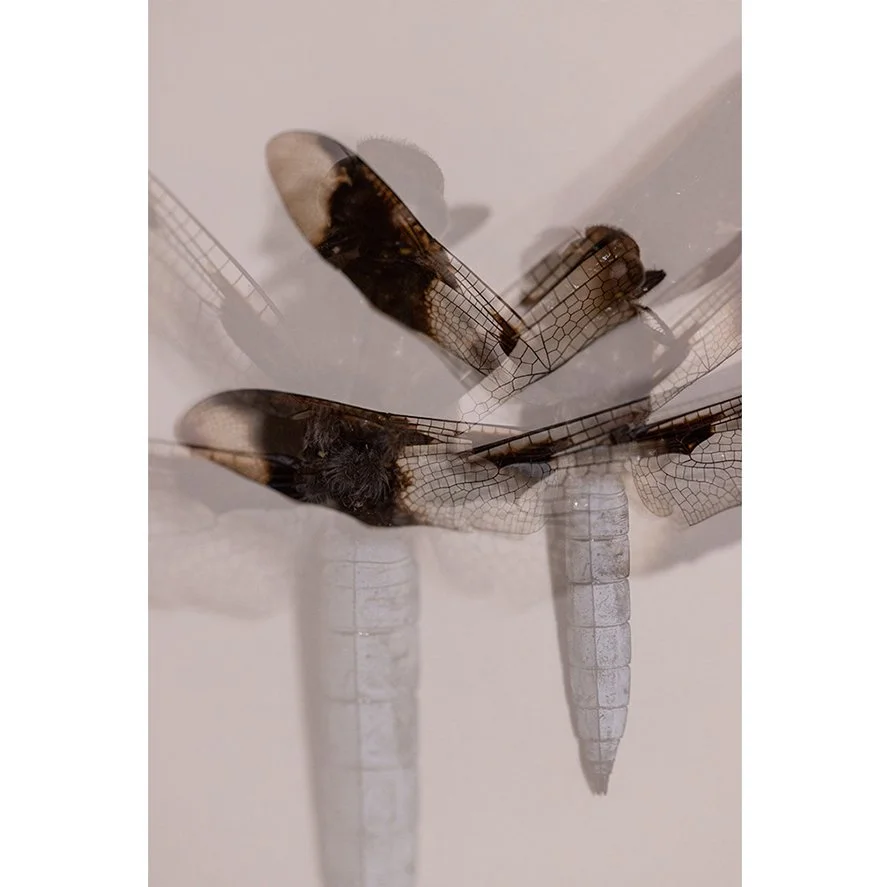 Insects_006.jpg