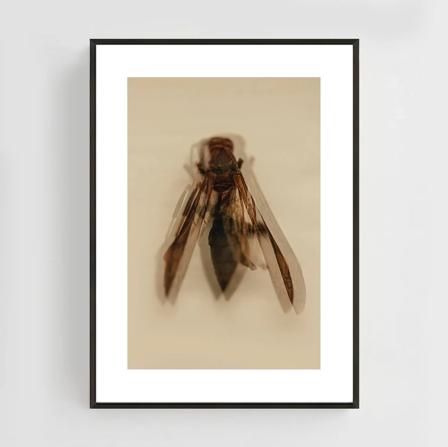 Insects_004_metal_black.jpg