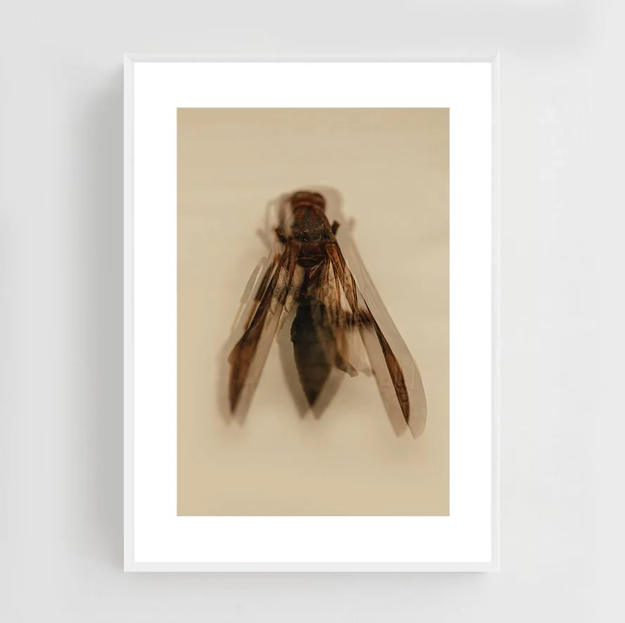 Insects_004_metal_white.jpg